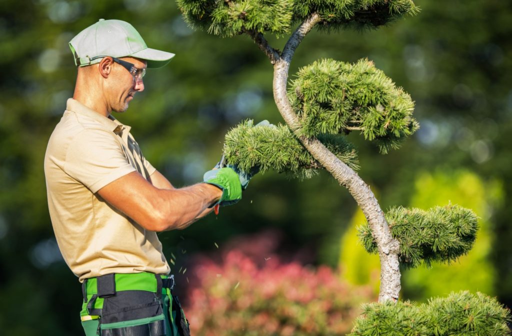 A landscaper trimming a tree while wearing safety glasses to protect his eyes.